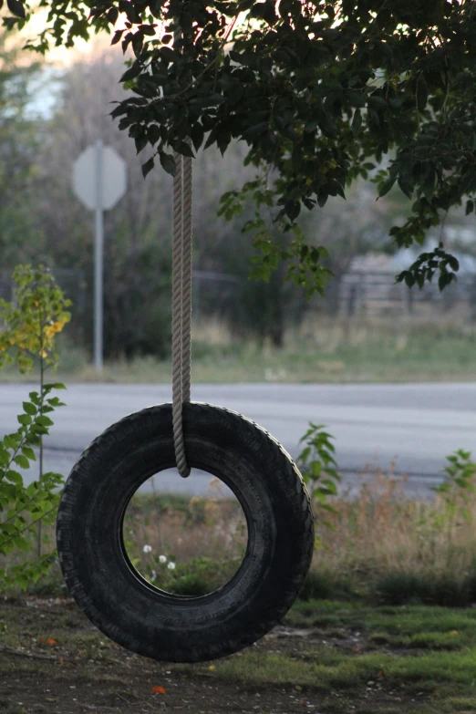 tire on rope with trees in the background