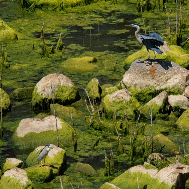 two birds standing on rocks in the grass