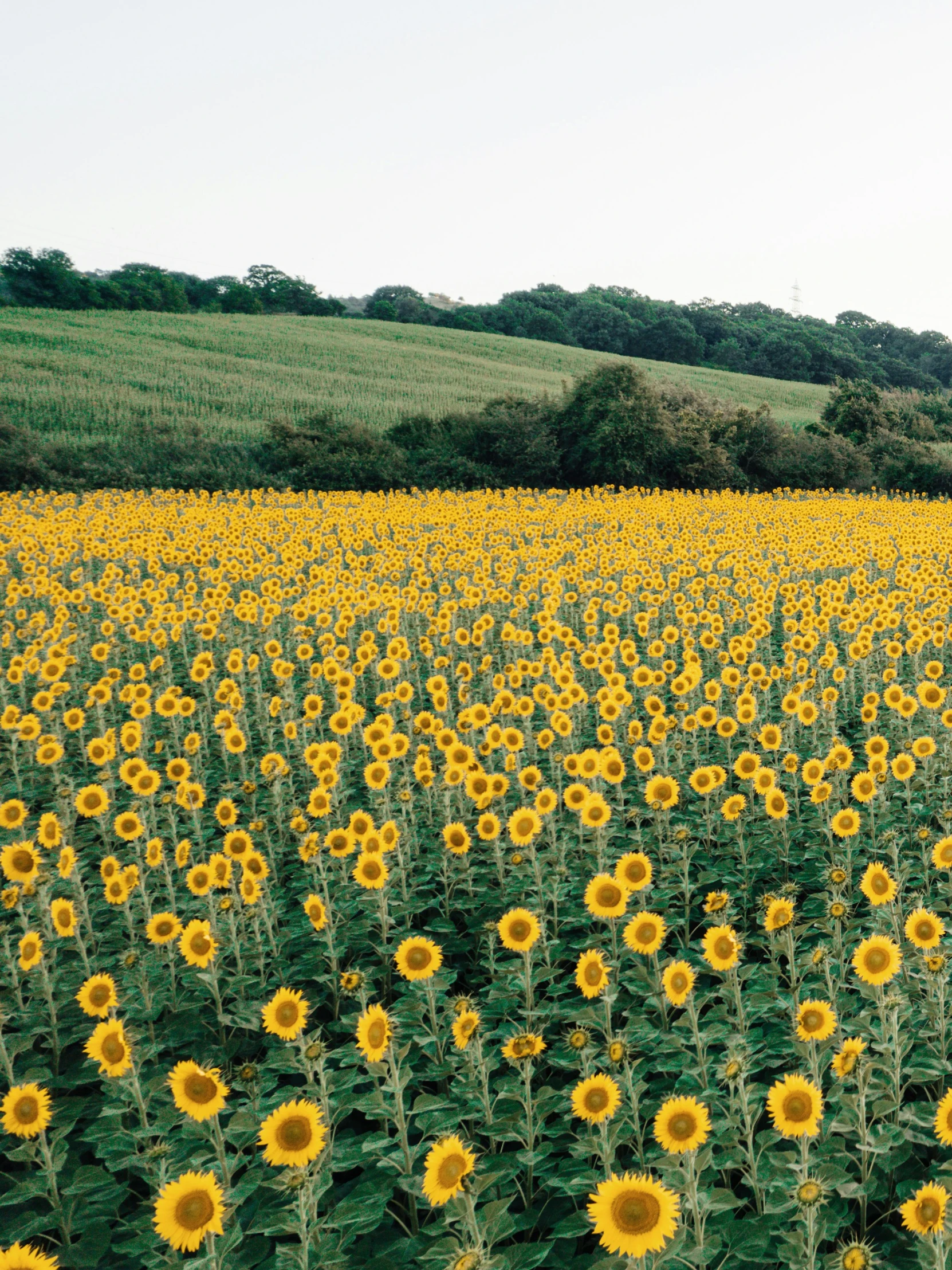 a sunflower field with trees in the background