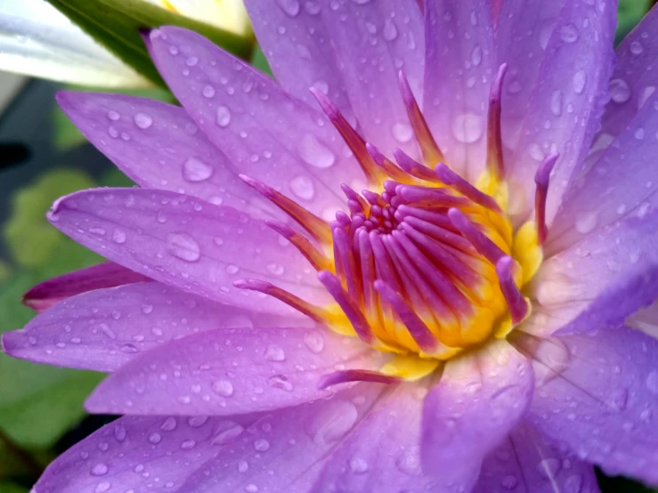 a close up po of a purple flower that is in full bloom