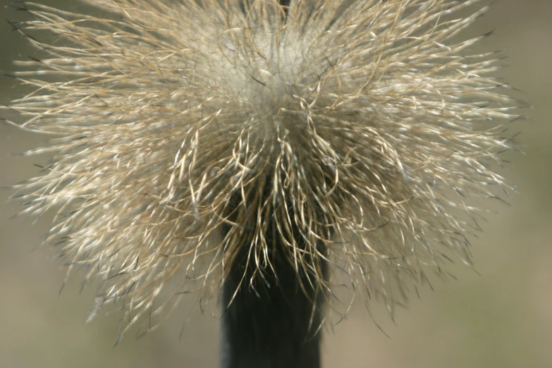 a close up view of an extreme bloom