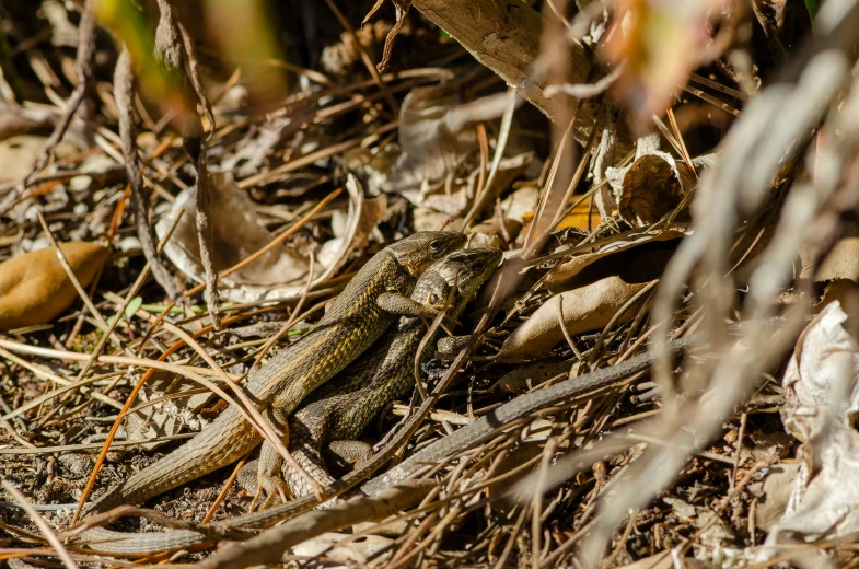 lizard in the bushes on the ground with leaves