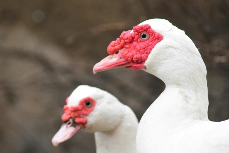 two white ducks with red heads stand next to each other