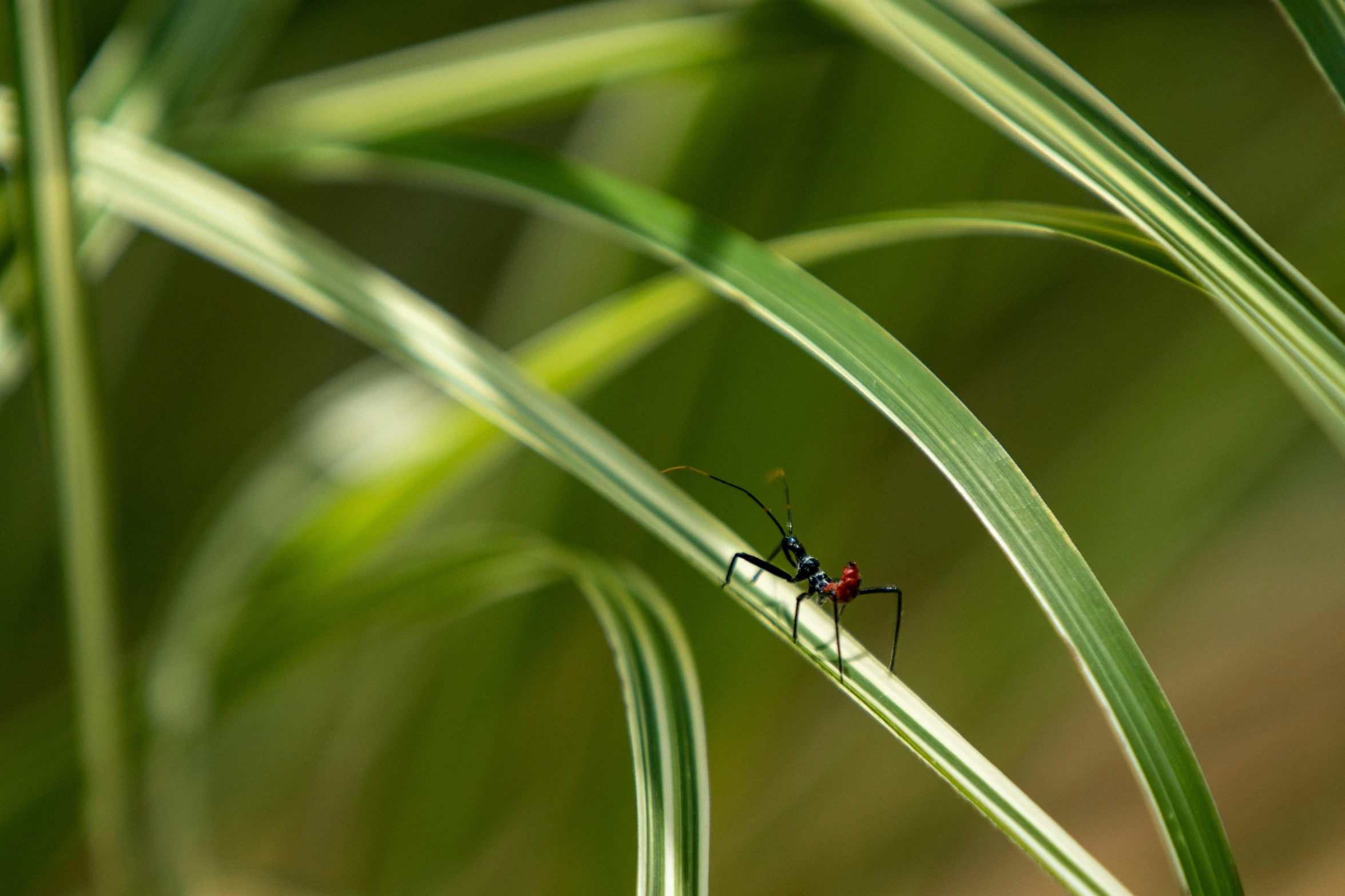 a tiny bug sitting on top of some green leaves