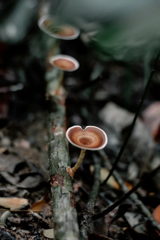 some mushrooms are growing on the forest floor
