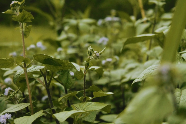 a bunch of green plants and flowers growing