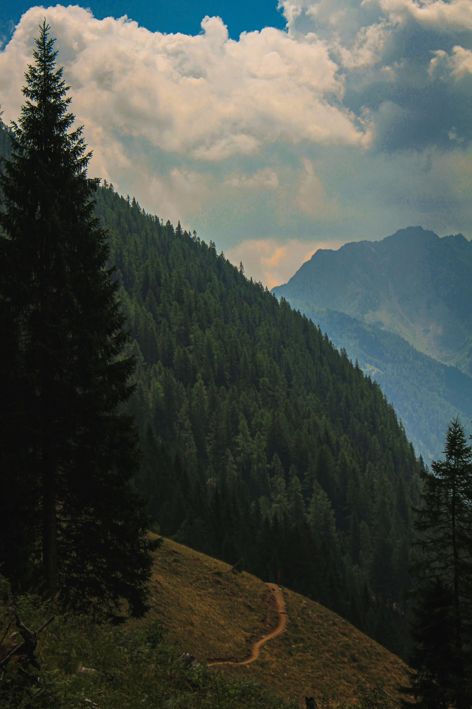 a dirt trail winding into the distance next to evergreen trees