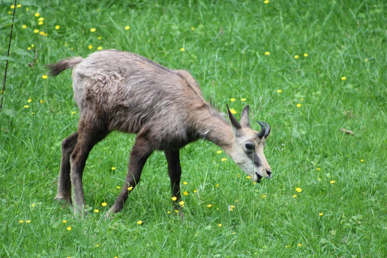 an adult goat grazing in the grass on a hill