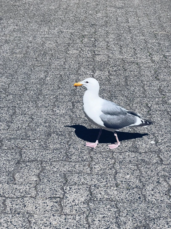 seagull in front of a gray and white pavement