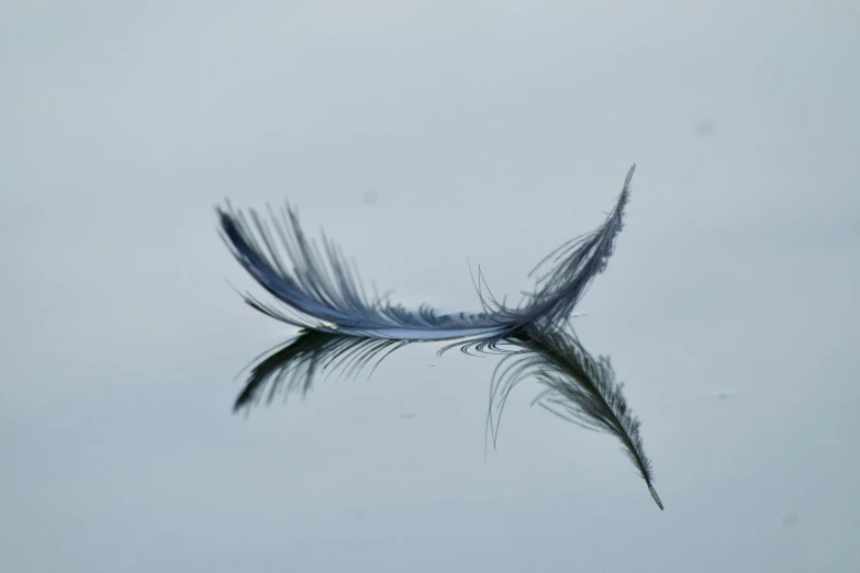 a feather floating in the air in front of a gray sky