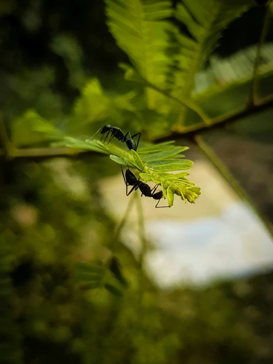 two large insects are in the midst of green plants