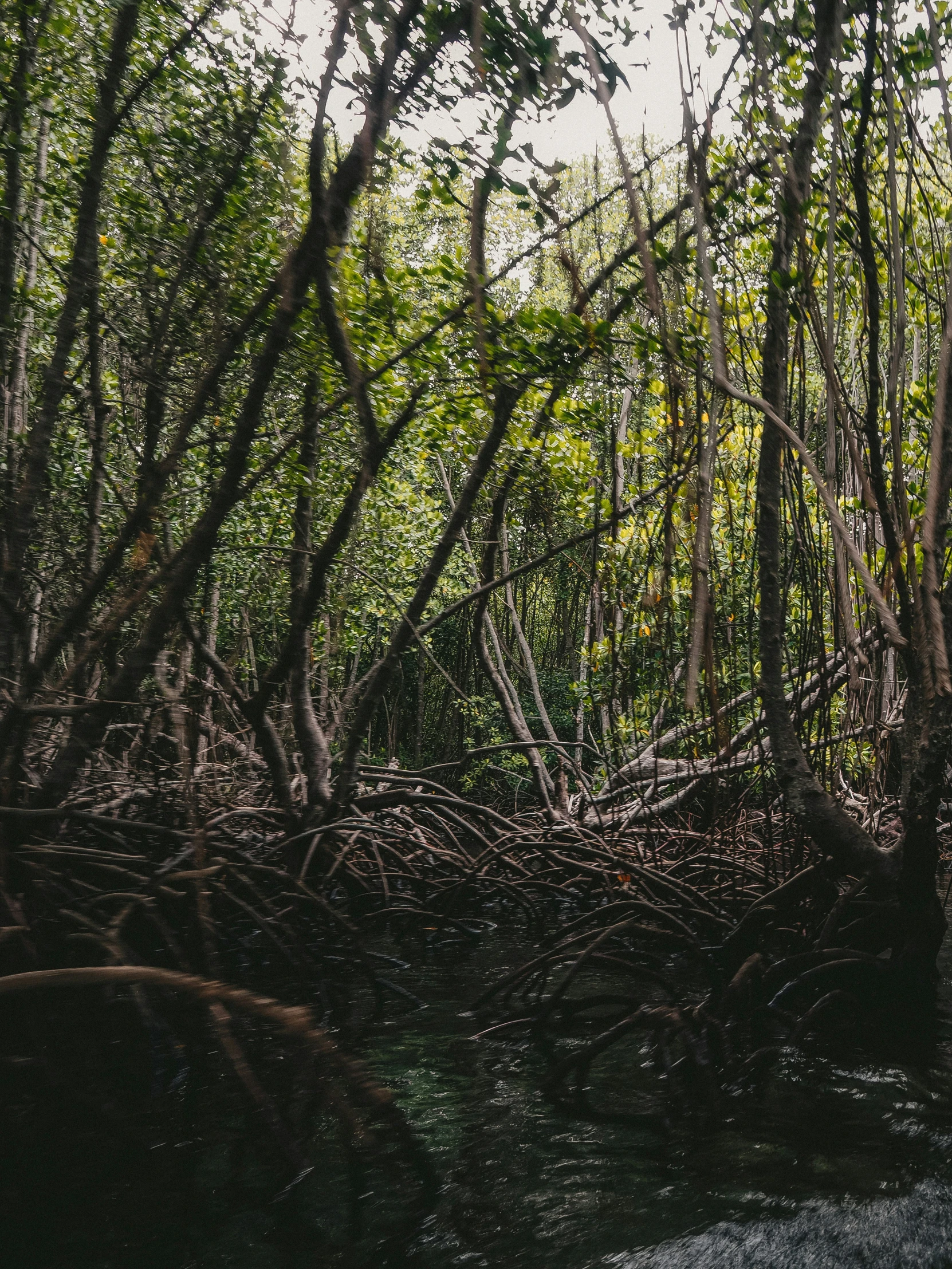 a group of trees in the middle of a forest