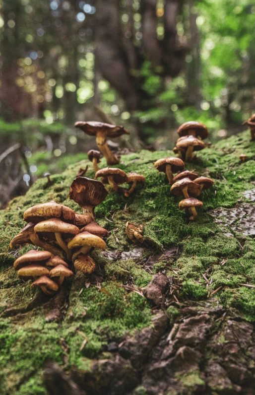 group of mushrooms growing on the mossy surface in a forest