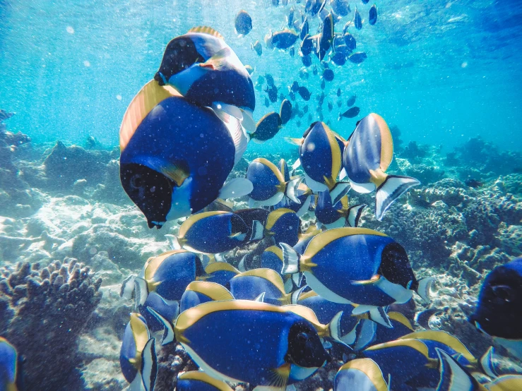 a group of fish swimming in a shallow pool