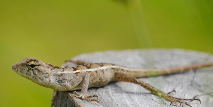 small lizard climbing over a log in a garden