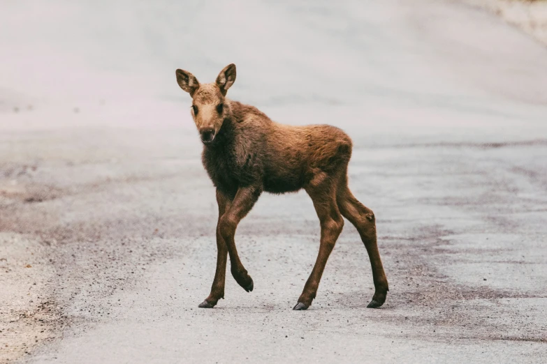 young wild animal walking on dirt road in open area