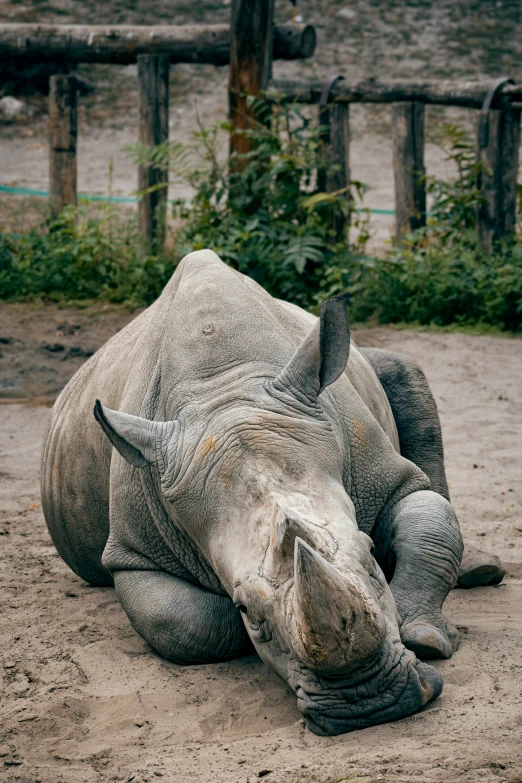 a rhino laying on its side in the dirt