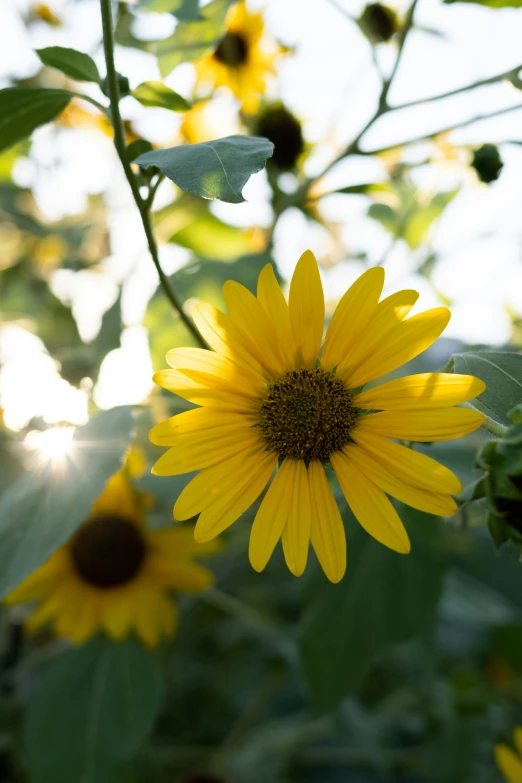 some sunflowers that are blooming in a garden