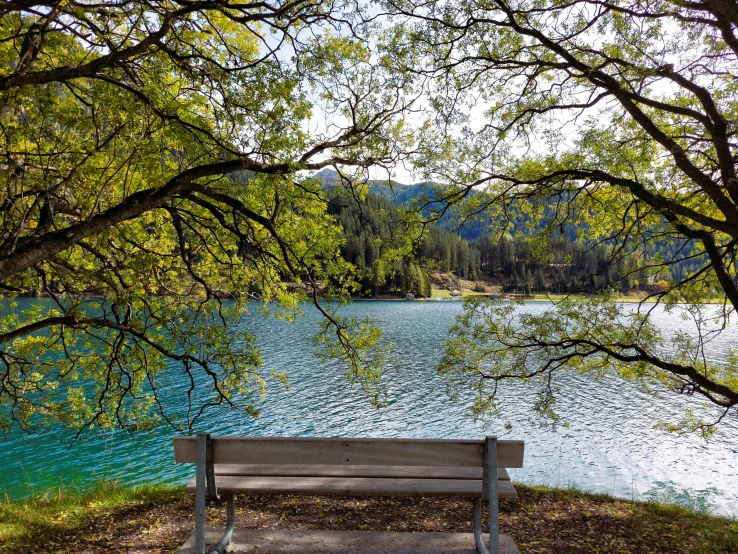 a wooden bench in front of a tree and the water