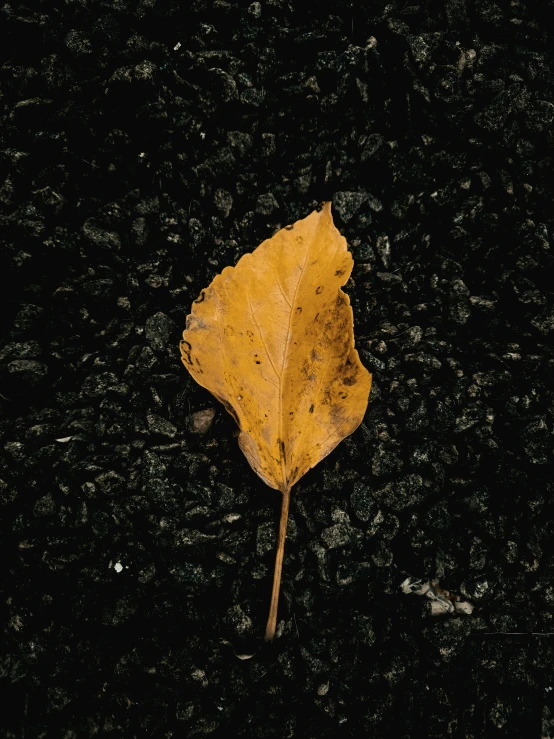 a single yellow leaf sitting on the ground