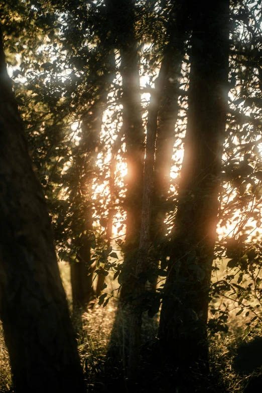 sunlight shining through a group of trees near water