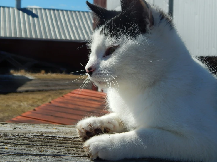 white cat with gray fur laying on a bench