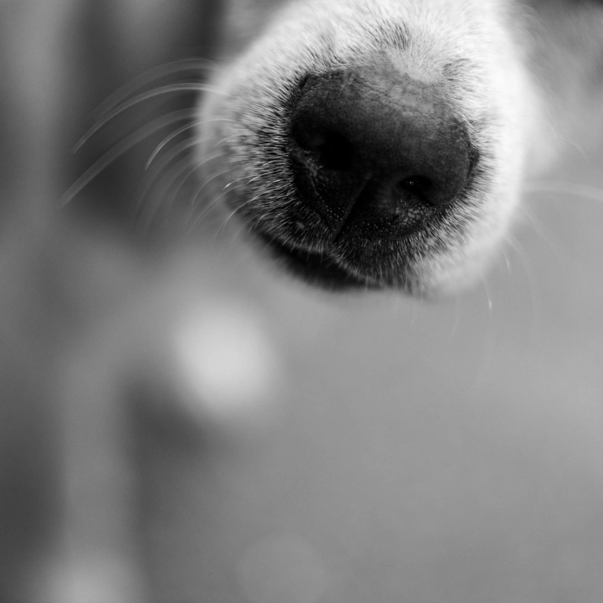 a close up black and white po of a dog's nose