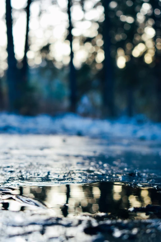 a little bear is standing near the water