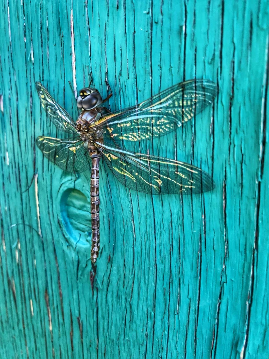 a green dragon is on the side of a turquoise wooden wall