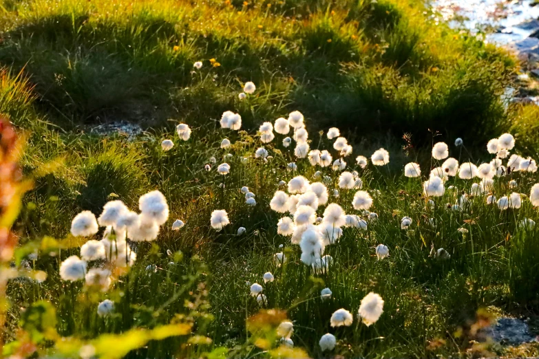 dandelions in grassy area by water during daytime