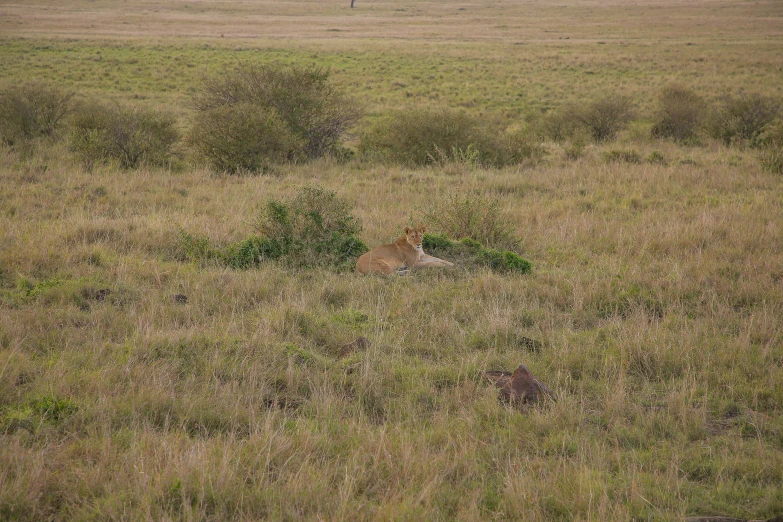 a big dry field with some bushes and animals