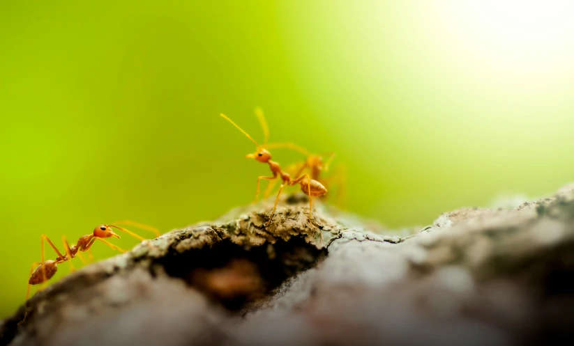 a couple of ants walking up a wood covered in dirt