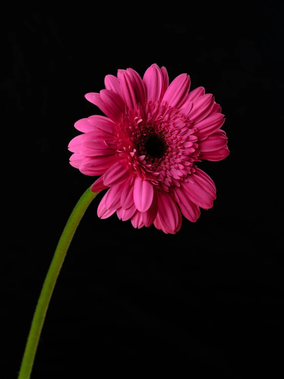 a large pink flower sitting next to a green stem