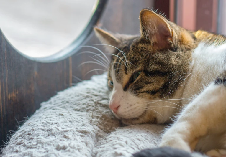 a cat is sleeping on the cushion beside the mirror