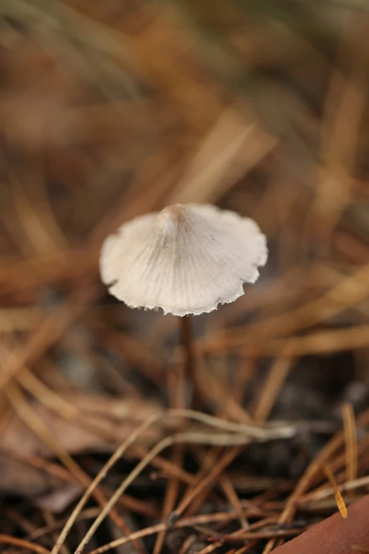this is a mushroom growing on the ground