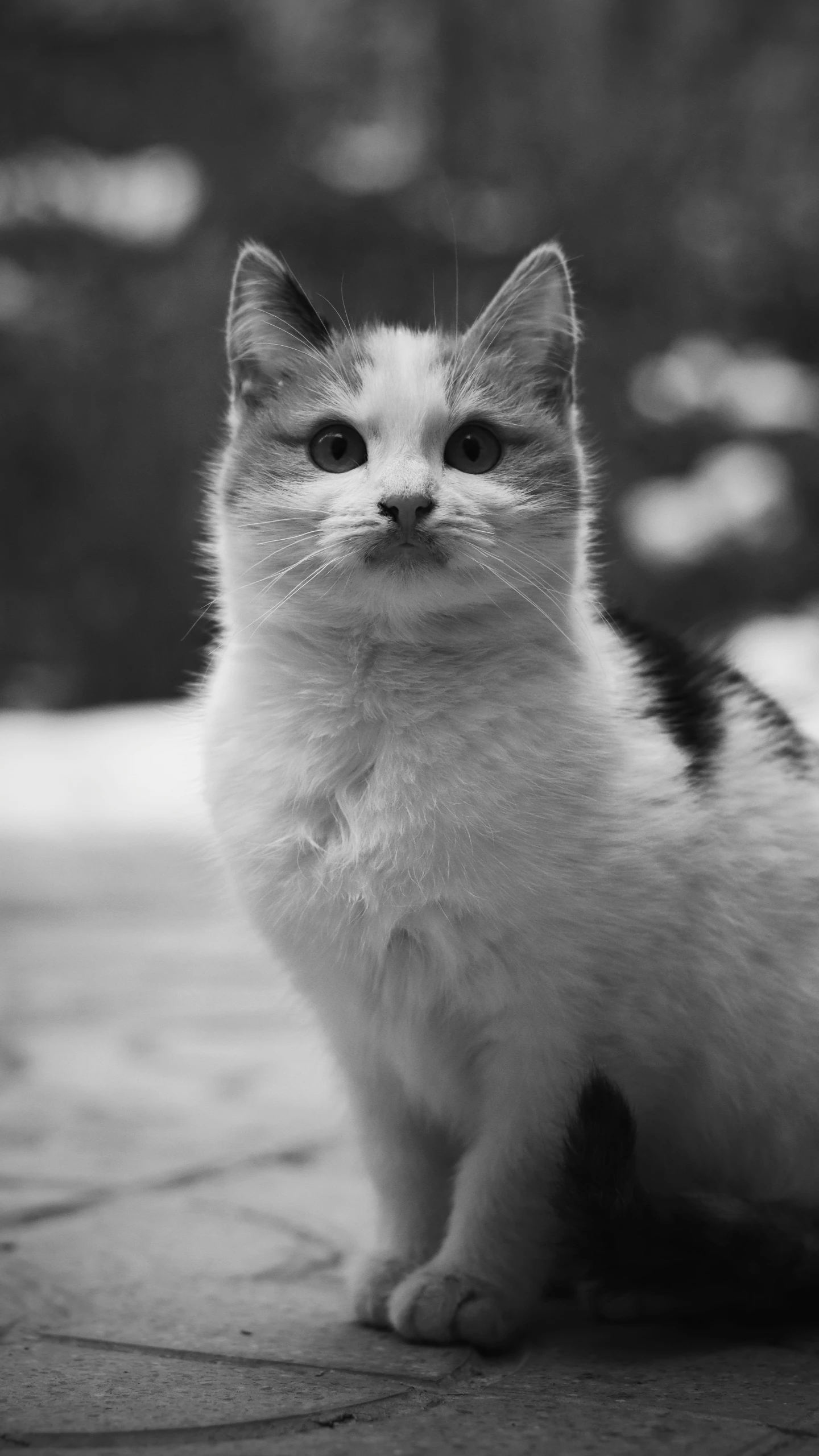 a black and white po of a small cat