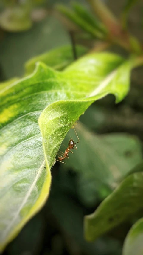 a bug sits on a green leaf on the top