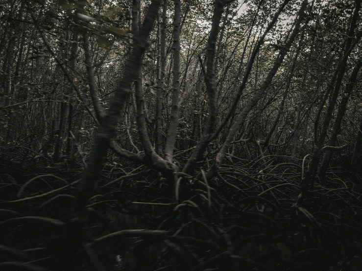 a bunch of leaves on the trees in the woods