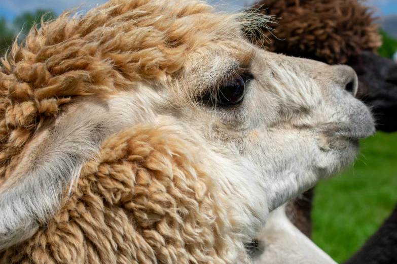 two alpacas are in a grassy field