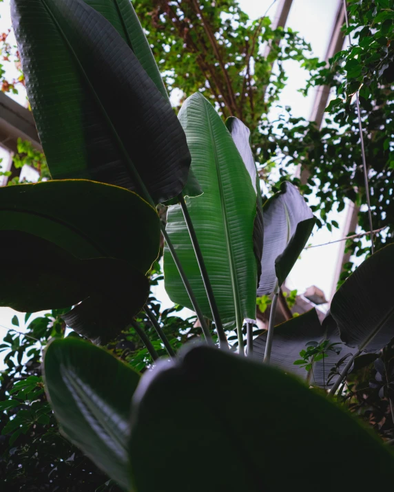 the green plants of a tree and the sky