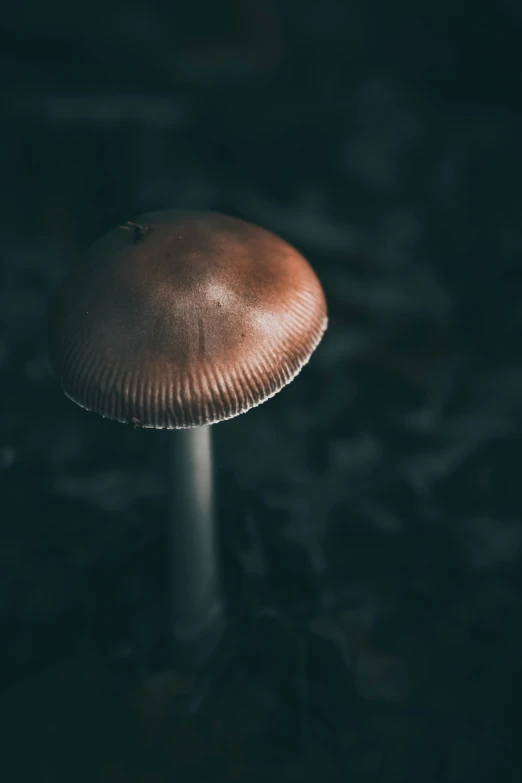 a white and brown mushroom in a dark room
