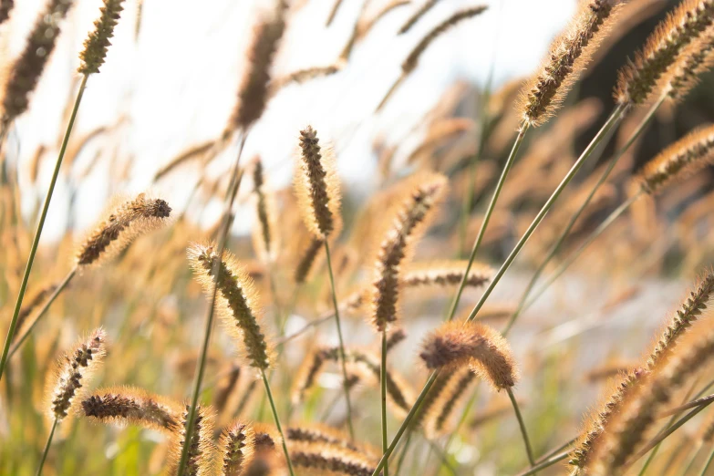 close up of long thin brown grass on the wind