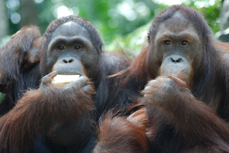 an image of monkeys eating a banana in the wilderness