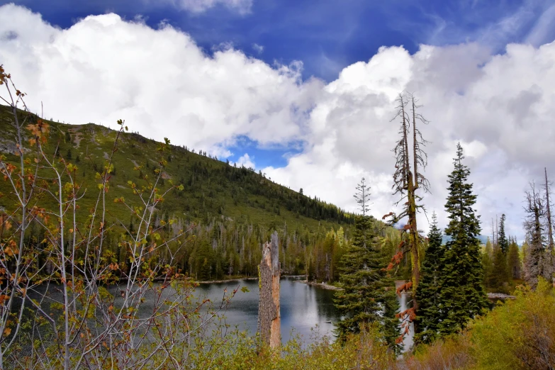 there is a lake next to the forest