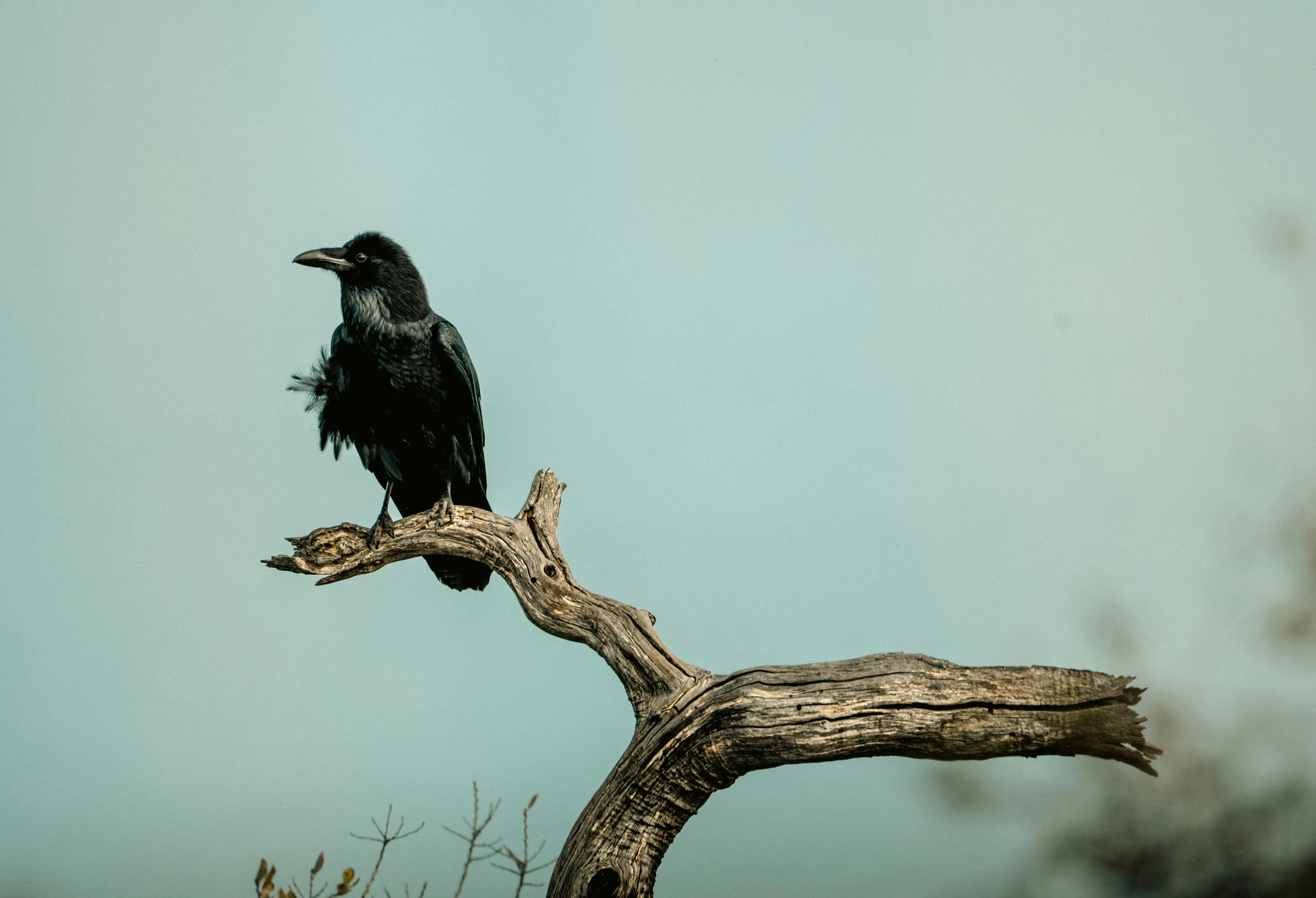 a bird is sitting on the top of a tree