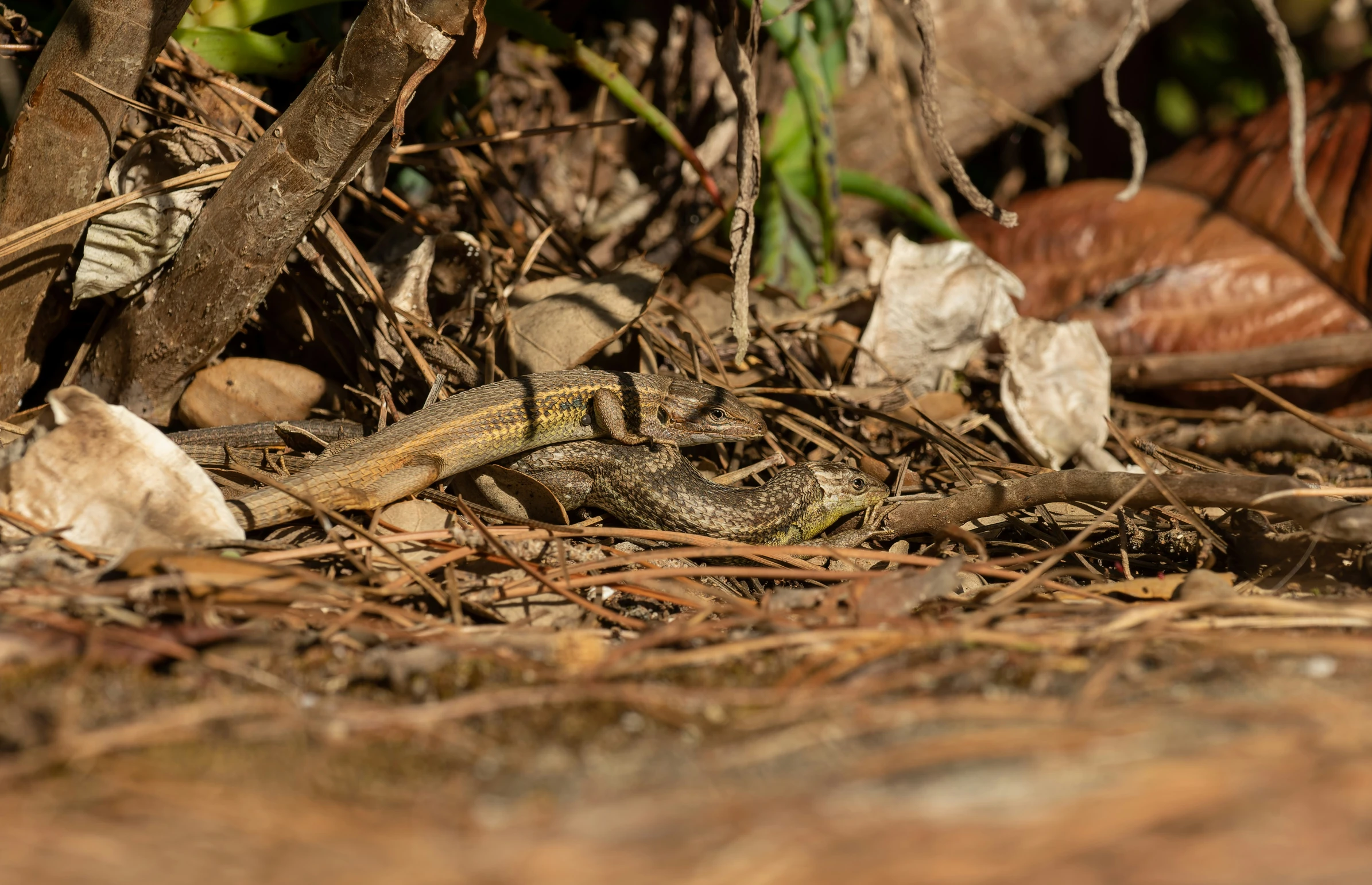 a lizard is hiding under a couple of trees