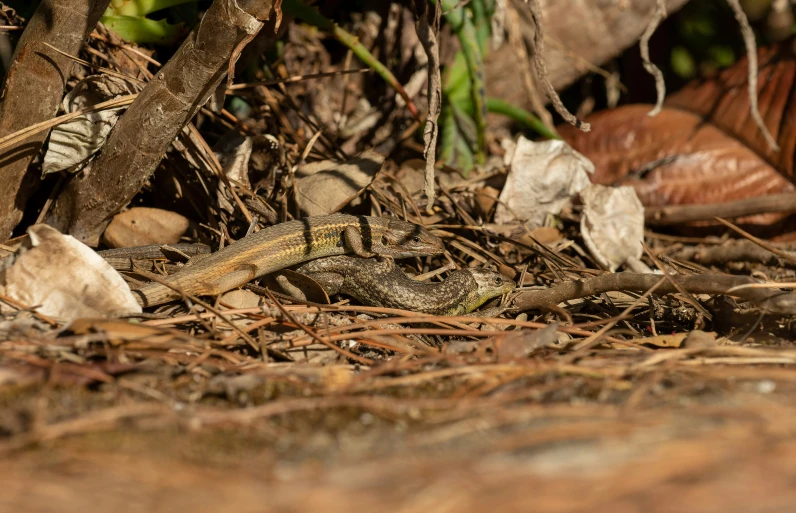 a lizard is hiding under a couple of trees