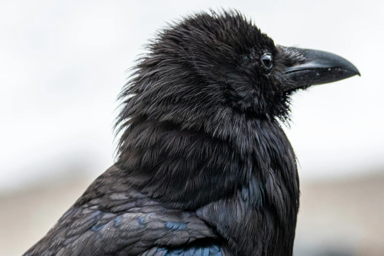 a black raven stares intently in the distance