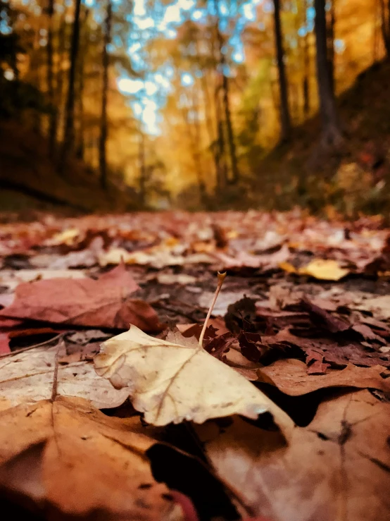 a leaf on the ground in front of trees