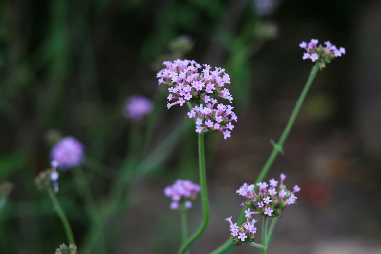 lavender flowers on the outside of a plant